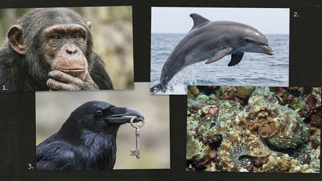 Gli Animali più Intelligenti del Mondo